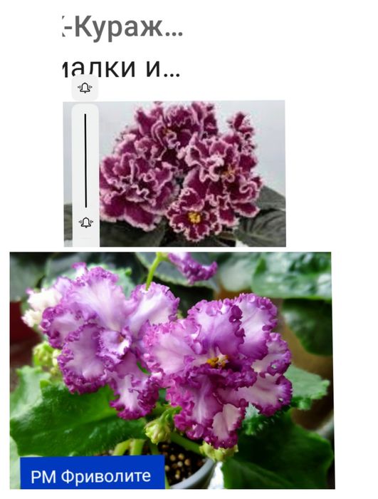 Продажа,детки фиалок!!!