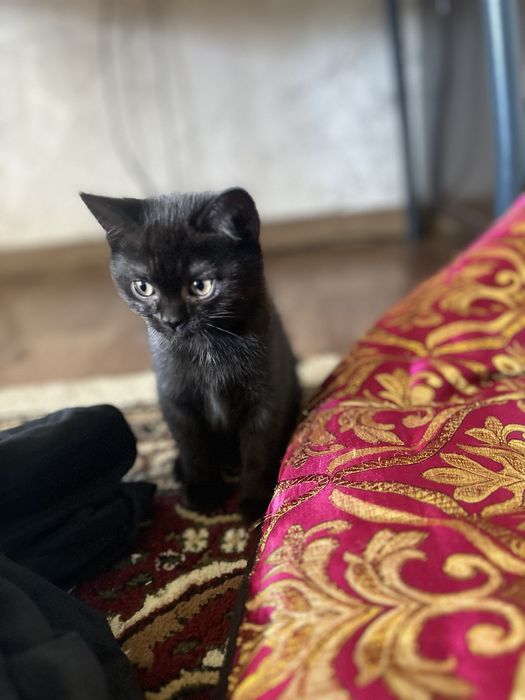 кетенок британец