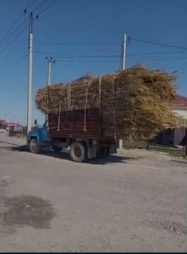 Дайын камыс.         Дайын қамыс.