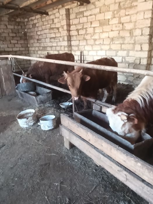 Баспақ сатылады.