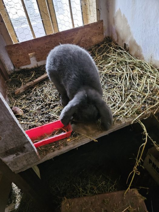 Iepuri berbec german