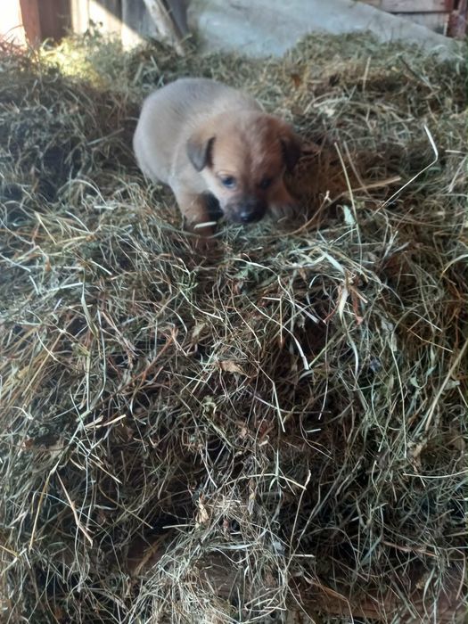 Donez caței foarte frumosi