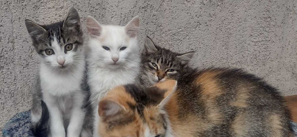 Pisici lentru adopție - în căutarea unei familii iubitoare