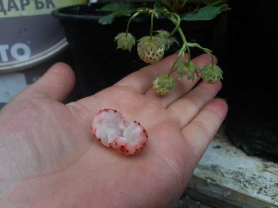 Разсад Ягода  -  Ягоди Налични  25 сорта