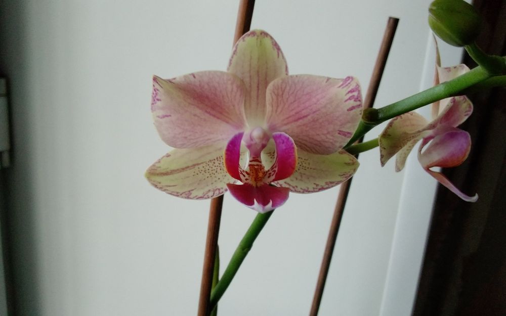 Продам домашнюю орхидею