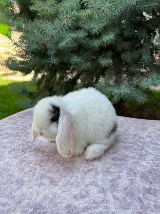 Кролики элитной породы