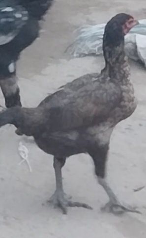 Продаю петушка китайцы