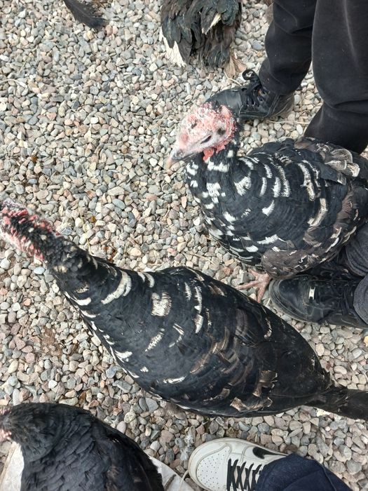 Курка, Индюк- Хаммаси 750 000 минг ками бор, 3 та, 2та котта, 1 та орт