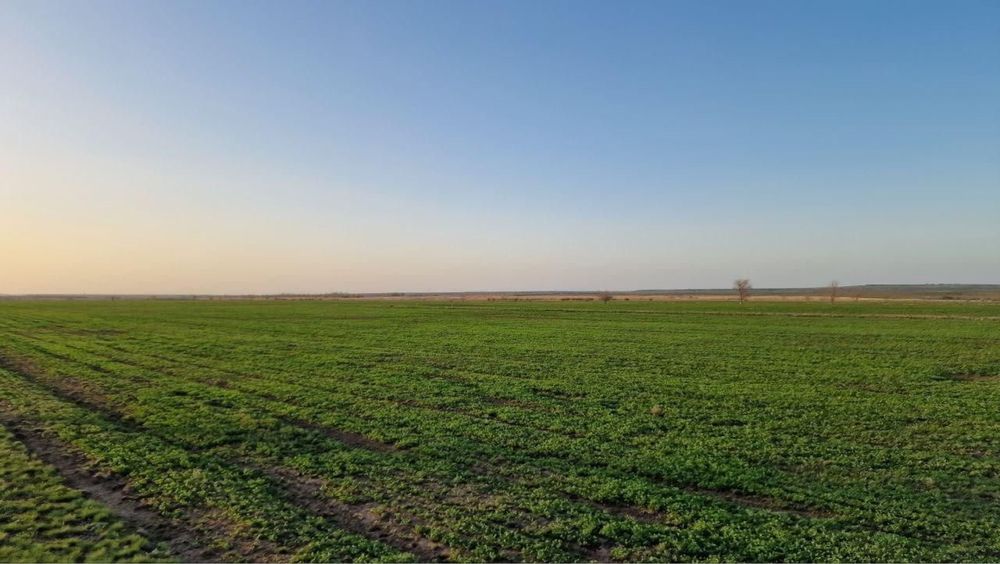 Семена люцерны Джеа / Семиречный