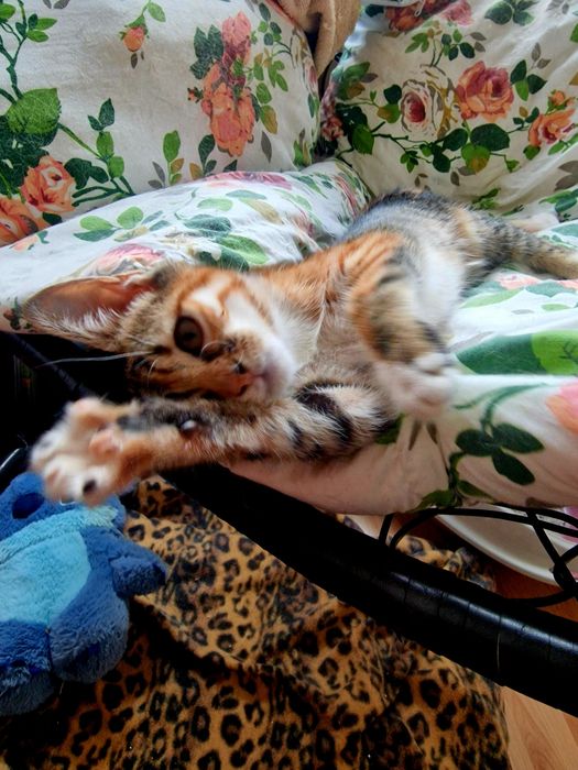 Малко коте, търси дом