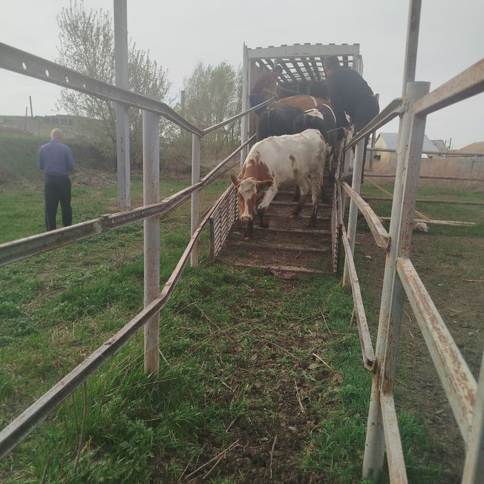 Сут йуналишдаги 5-6-7 ойлик Бугоз гуножинлар 2 ёшликгача