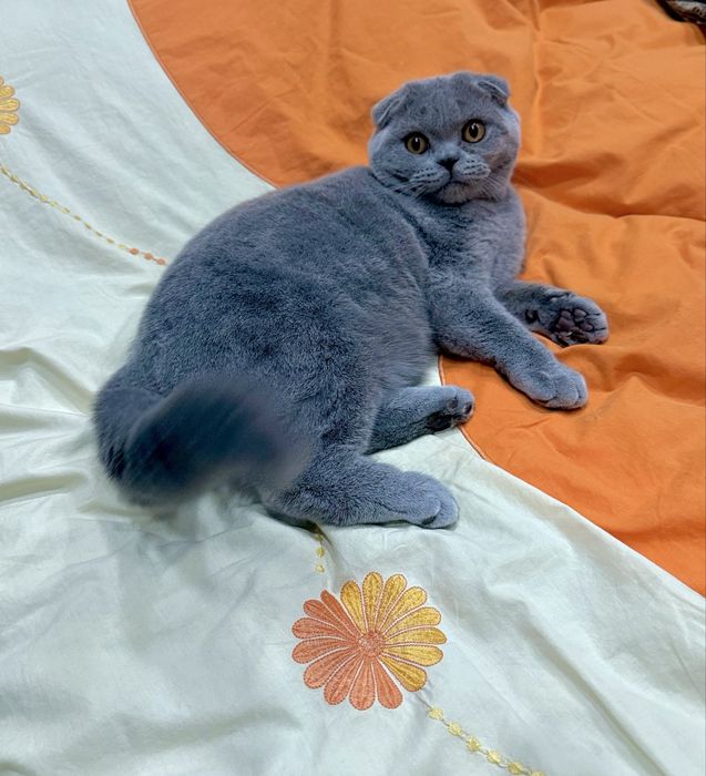 Плюшевая девочка дорого