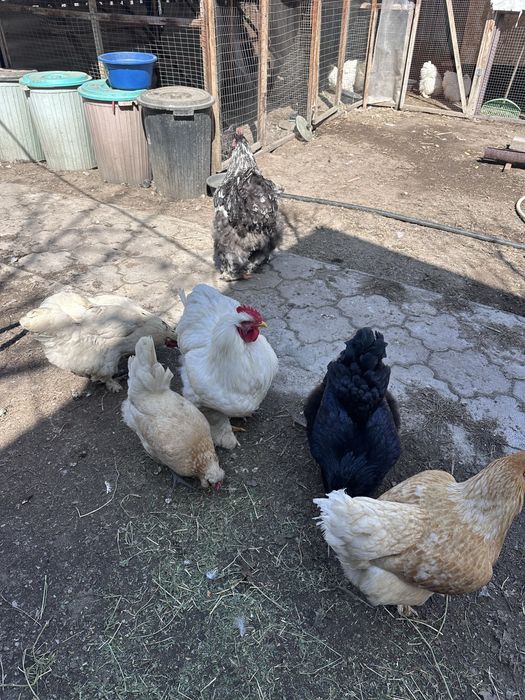 Инкубационное яйцо