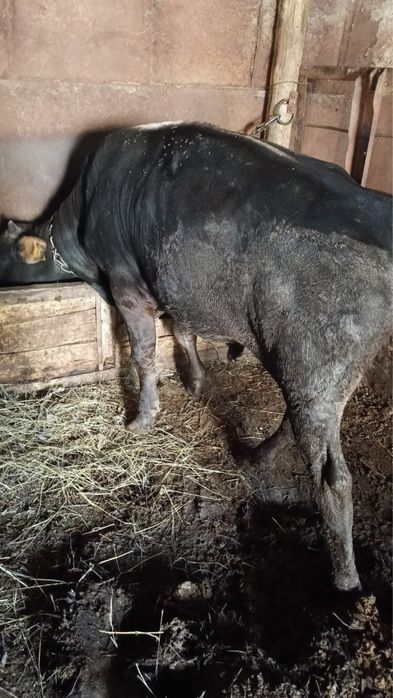 Семіз Бұқа сатылады