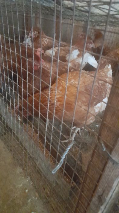 Курочки молодки 8 месяцев