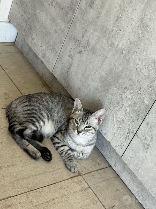 Продаётся кошка.