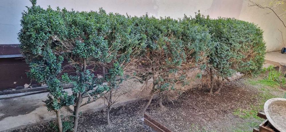 Самшит вечно зелёный, деревца шпанки. Продаю.