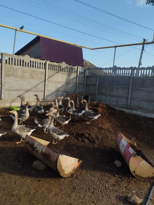 Продам гусей Крупно серые