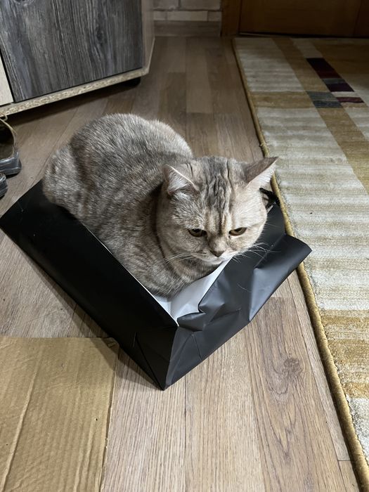 Отдам бесплатно кошку