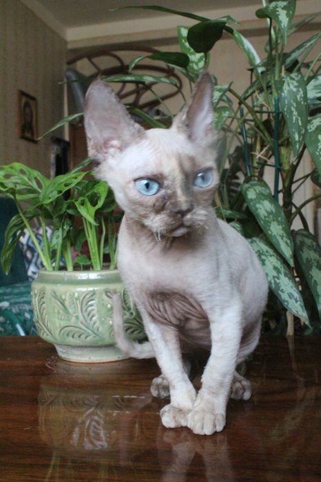 Девочка Девон рекс