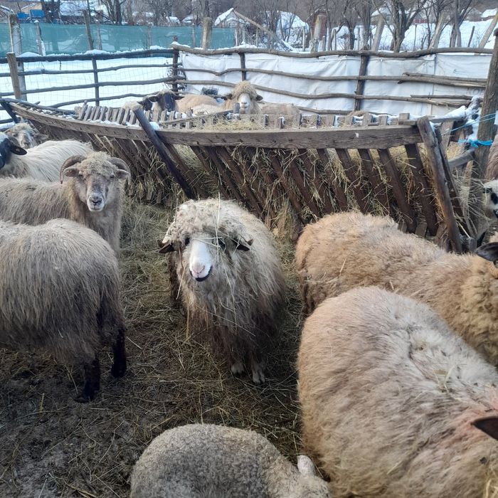 Vand un noatin si o oaie de taiat