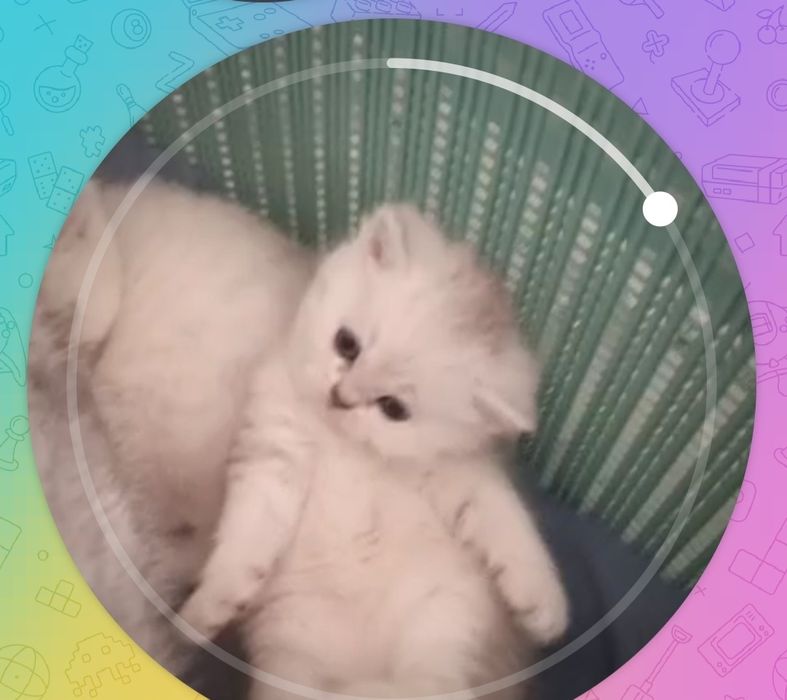 British o‘g‘ilbola 1 oylik mushuk sotiladi. Algoritm 31 kvartalda