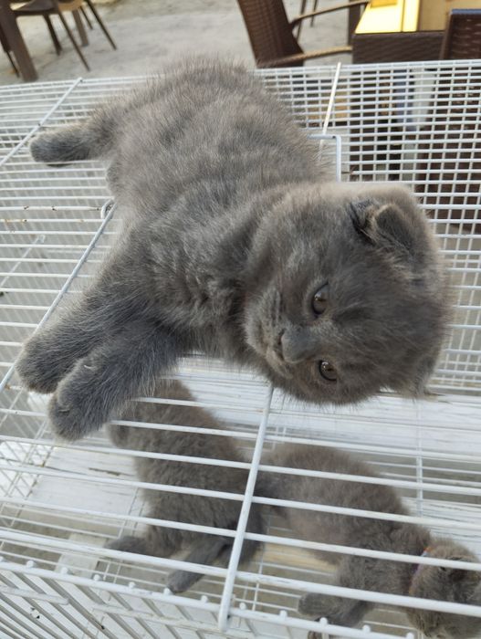 Fold va strayt mushuklar