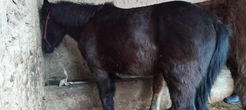 Тайлар сатылады екі жасар