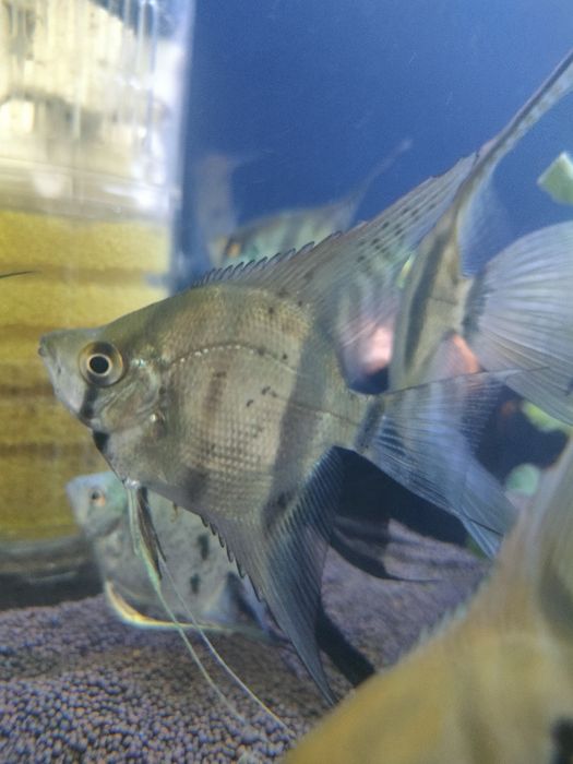 Скалярии балықтары