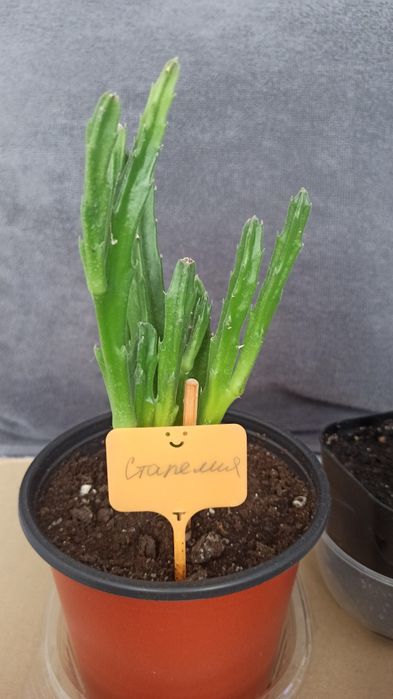 Стапелия гигантская