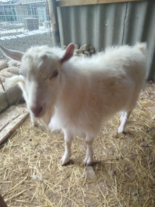 Продам заазинского козла