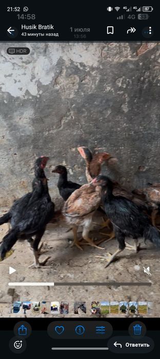 Продаются цыплята