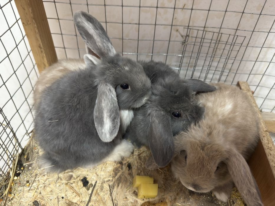 Декоративные кролики