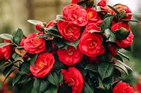 Камелия (Camellia japonica)