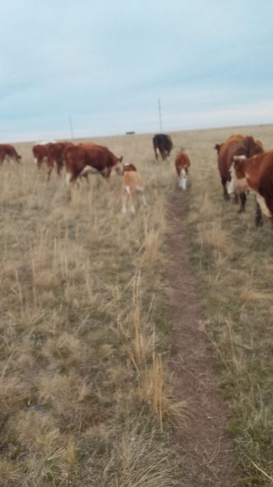 Продам  Каров с телятами .