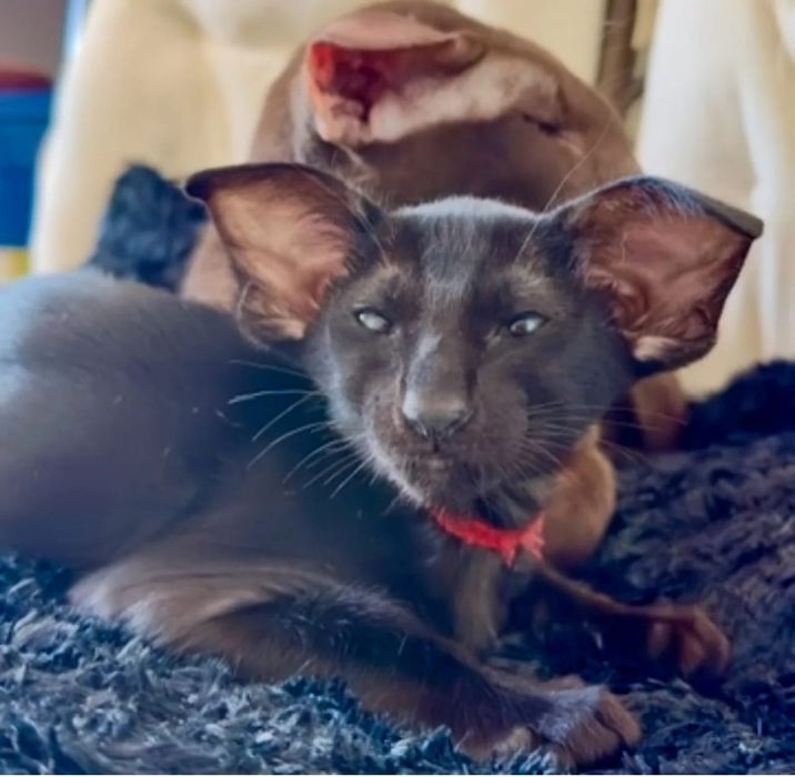 Ориентальные котята