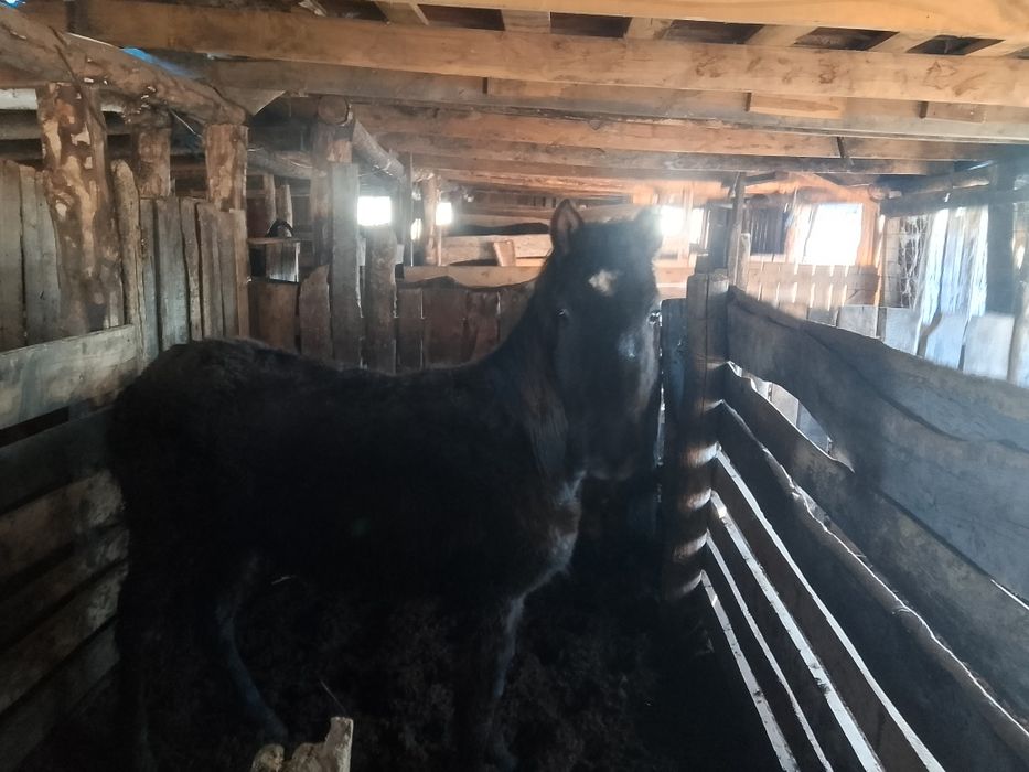 Продам жеребёнка