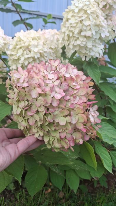 Продам дачу СО Горизонт