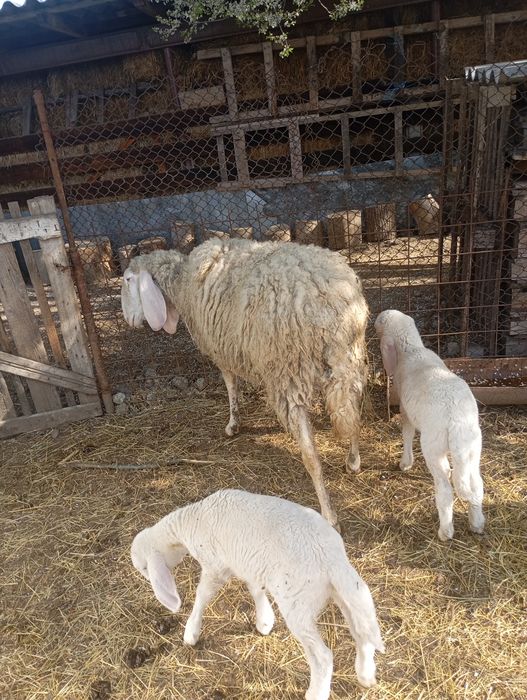 Oaie bergamasca + 2 miei