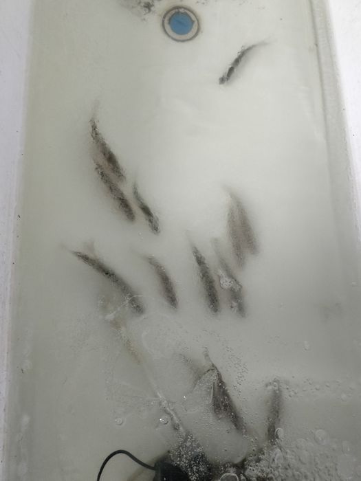 Продам малёк живец