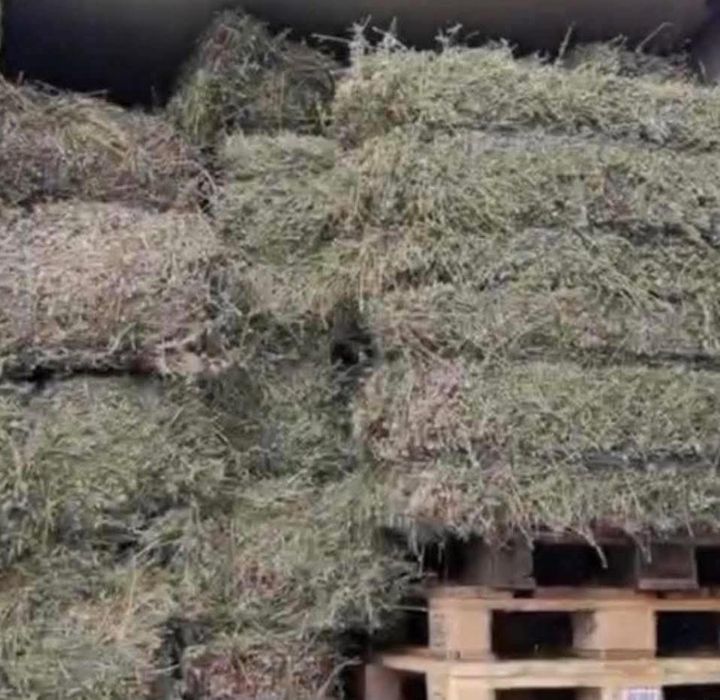 Baloti lucerna si fan 2025