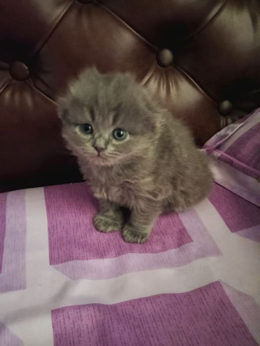 Zotdor Shotland mushuklari