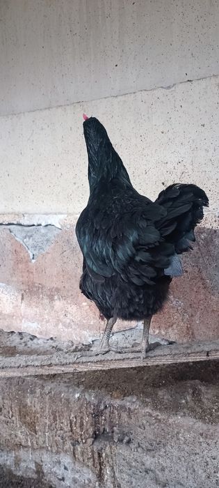 Инкубатор учун кора шахзода тухумлари сотилади