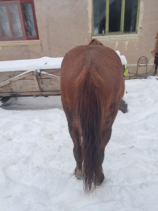 De vânzare armăsar