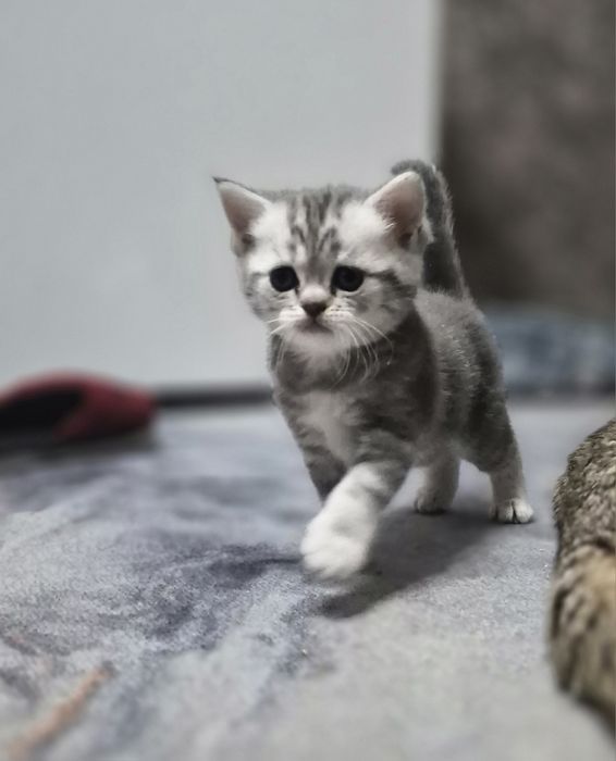 Котята шиншилла шотландские