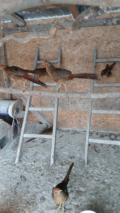 Fazani auriu pe rosu