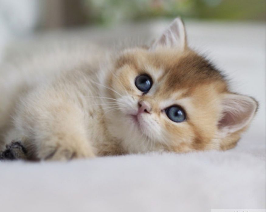 Шотландские котята  золотая шиншилла