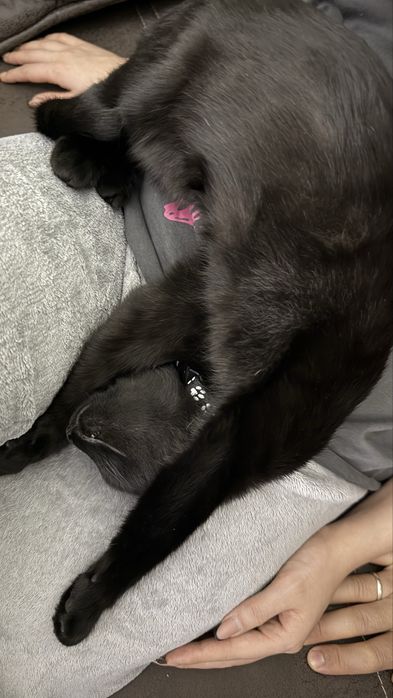 Кошка даром в хорошие руки