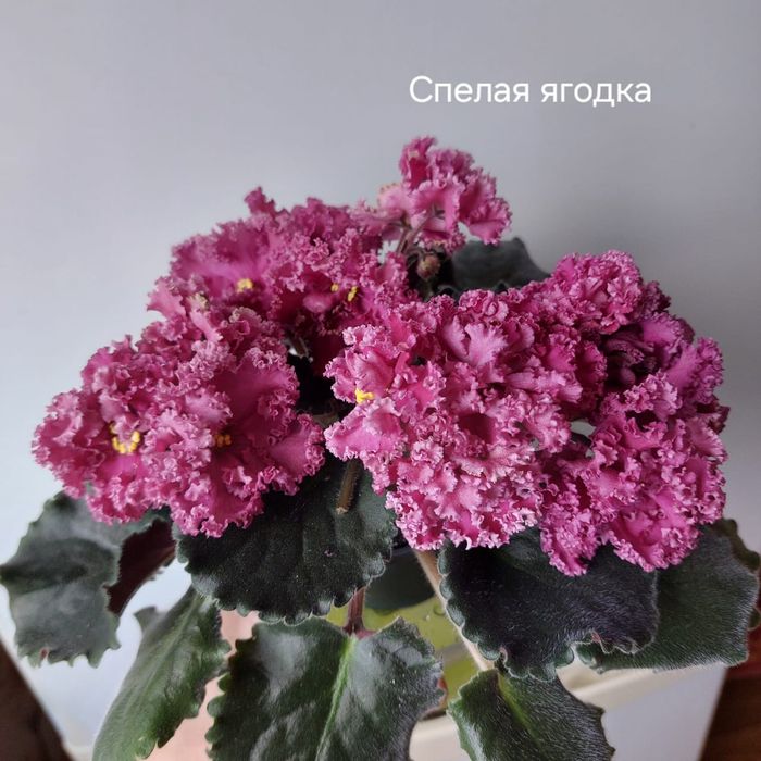 Листочки фиалок 500тг