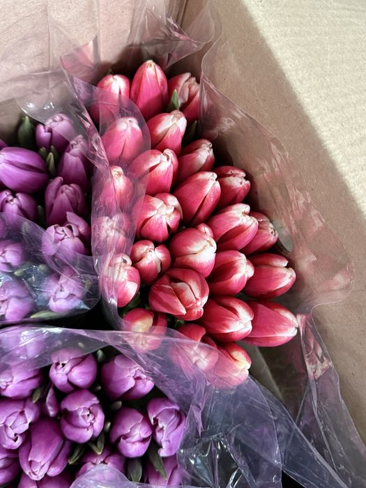 Беларусские Тюльпаны большие